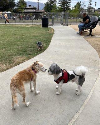 Arcadia's Dog Park