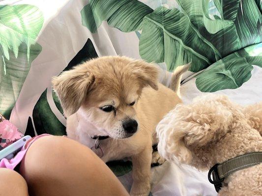 Playful Pal Pet Care