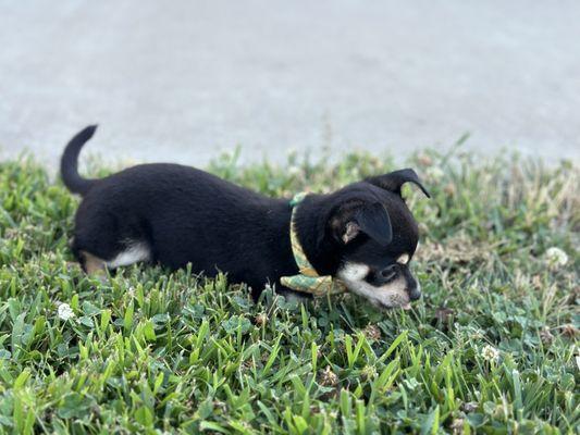 West Roseville Veterinary Hospital