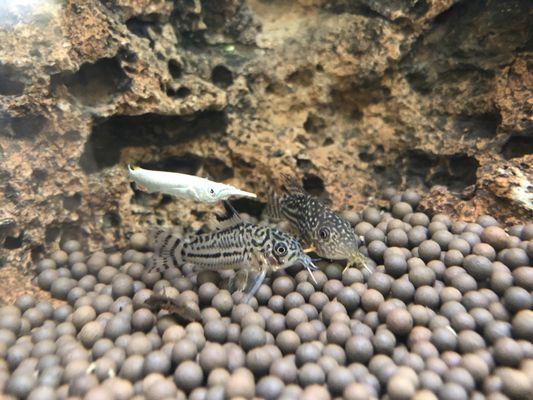 Corys and a half beak