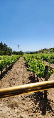 As close as we got to the vines, from the cablecar