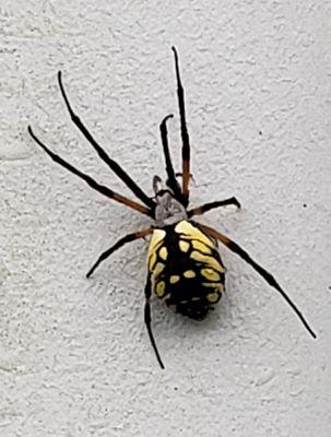 Vortex Termite and Pest Control