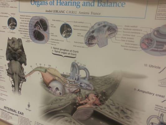 John R E Dickins, MD