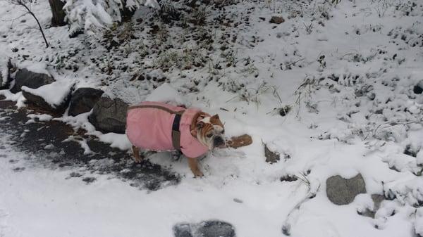 T-rex enjoying the soon. Evidently dogs are not allowed but mine toured all of the grounds