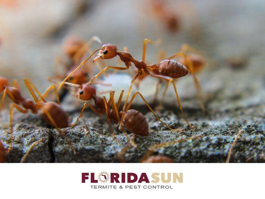 Florida Sun Termite and Pest Control