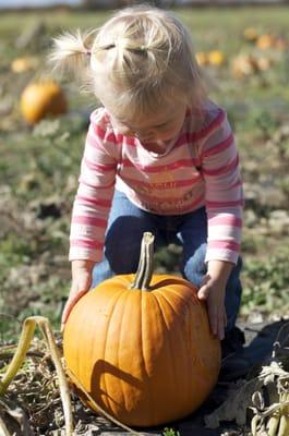 Finding the perfect pumpkin