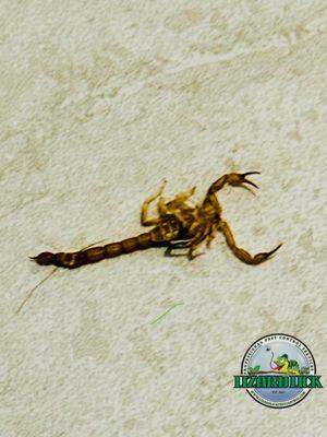 Lizard Lick Pest Control