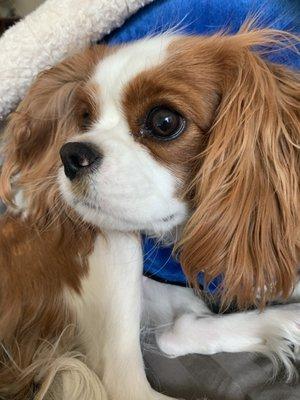 Thanks to Napa Humane, we won't be having Matilda clones.