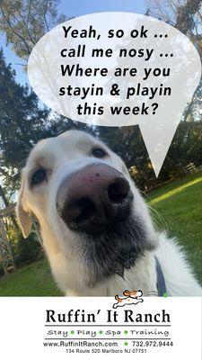 Boarding and Daycare for Dogs and Cats. They only place to play!