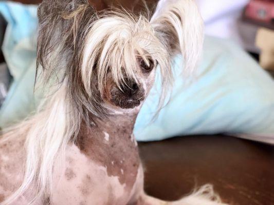 Meadow Wood Animal Hospital