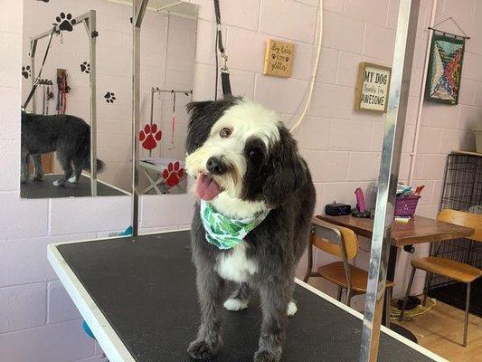 Lucky J's dog grooming