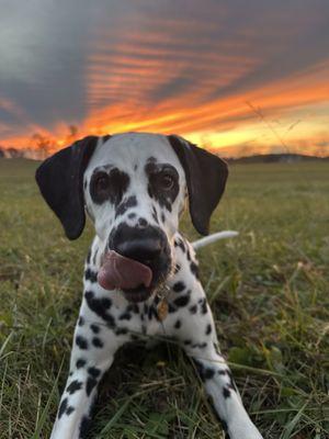 Tally Oaks Veterinary Service