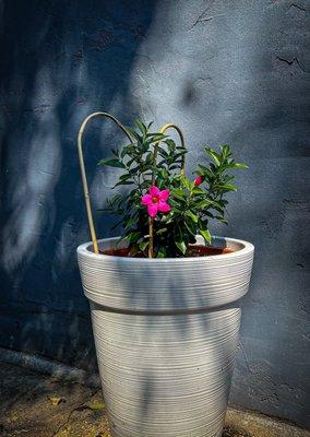 We were greeted by a flower.