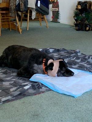 Black Oak Animal Hospital