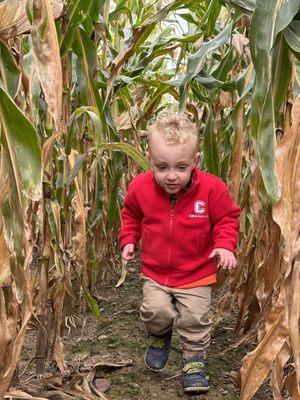 Corn Maze