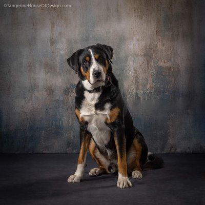 Bridget's Brave Bowows