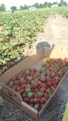 Hilger's Farm Market