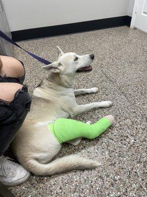 Pet Clinic On Bellfort