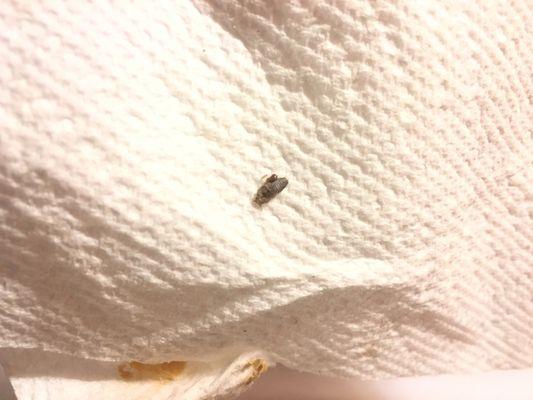 Bugs in the bed