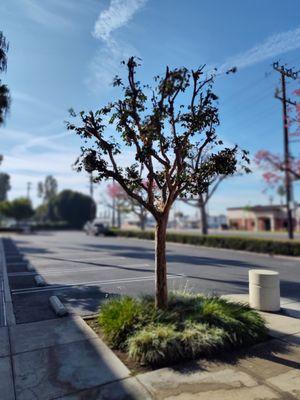 Lopez Landscape Specialist