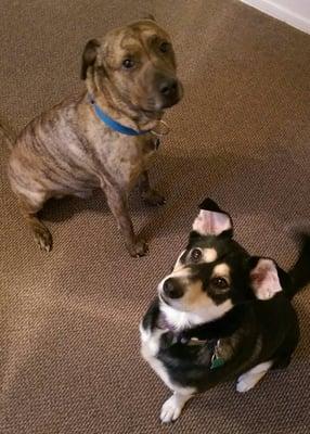 Morning! We're ready for our walk!