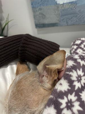 Fond Memories Pet Cemetery & Crematorium