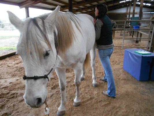 Portland Animal Chiropractic
