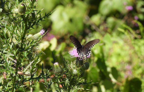Gilmore Ponds Metropark