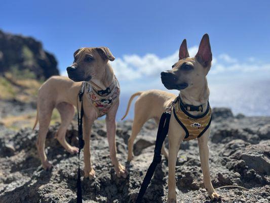 Kaukau and Kuuipo harness