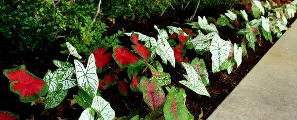 Hall Stewart Lawn and Landscape