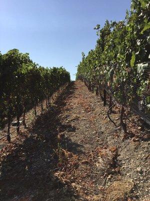 Prolific Vines Vineyard