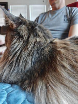 Jagged scissors cuts they claim they don't know how happened.