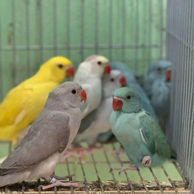 Beautiful babies available for anyone interested to buy. Check out my website for more information. Thank you