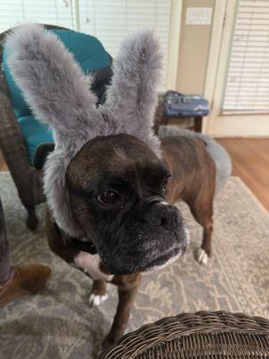 Hog Mountain Animal Hospital