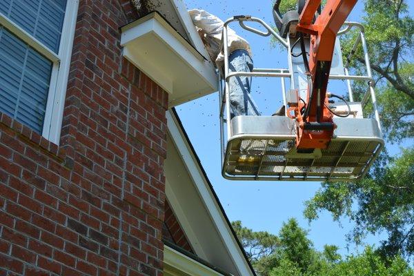 Cutting this colony out of a roof