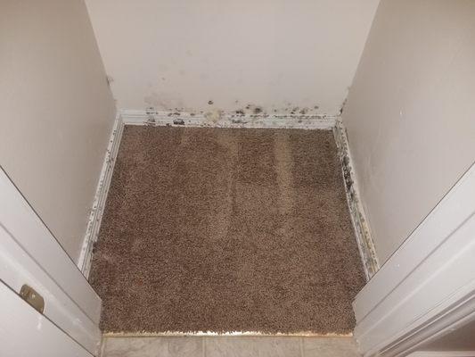 Mold in closet