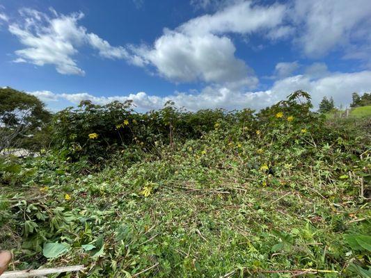 Cutting Edge Landscaping & Tree Trimming