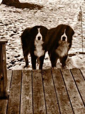 Animal Wellness Center of Monee