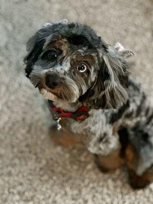 Bubbles &  Bows Pet Grooming