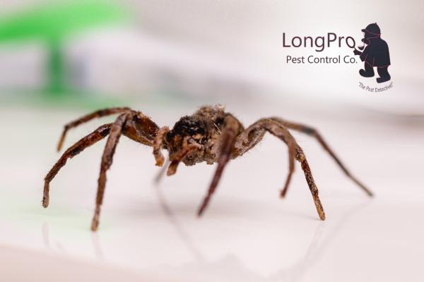 LongPro Pest Control
