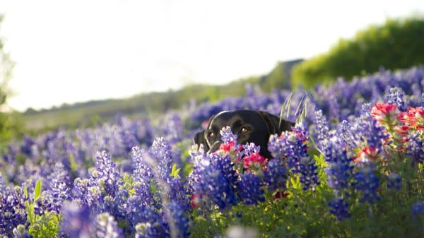 Central Texas Balanced Dogs
