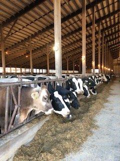Buckeye Country Creamery