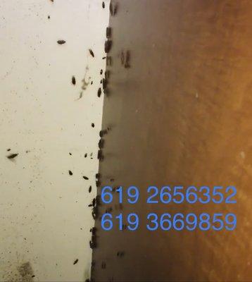 Maxy Exterminador de cucarachas