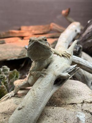 Visit the animals in our showroom.