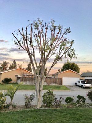 Alberts Tree Service