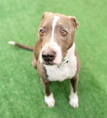 Milo's Daycare & Boarding