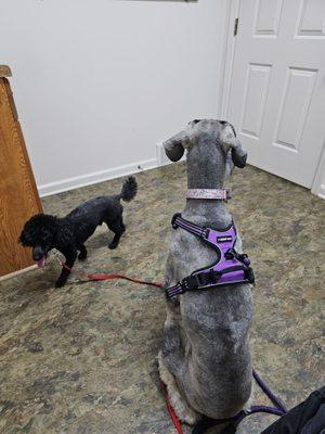 Town & Country Animal Hospital