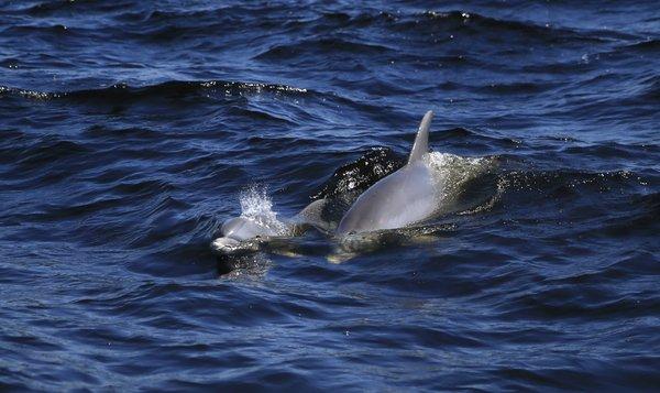 Flippin' Awesome Adventures