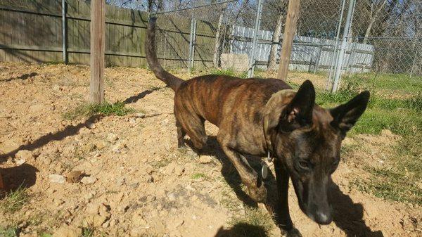 This is Mexx, he stays with us a couple weeks at a time because Dad works on an oil rig.