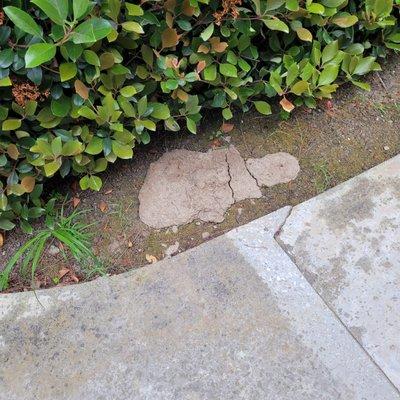 Professional Community Management